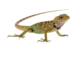 Tan and green lizard with a long, curved tail, standing on all fours against a black background
