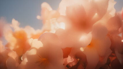 Dreamlike close-up of flowers, glowing edges, soft bokeh, vibrant warm colors against cool background, artistic photography style