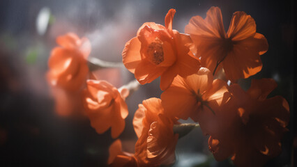 Painterly macro shot of flowers, ethereal glow, cinematic lighting, blurred textures, surreal atmosphere, fine art photography