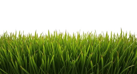Obraz premium Vibrant green grass with dew drops glistens under bright natural light, perfect for fresh, organic, and nature-themed projects.
