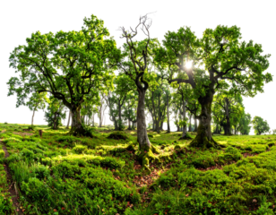 Sun-dappled forest scene with lush greenery and varied trees against a dark background