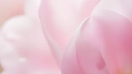 Soft-focus floral close-up, overlapping petals, glowing translucency, dreamy pastel palette, abstract photography style