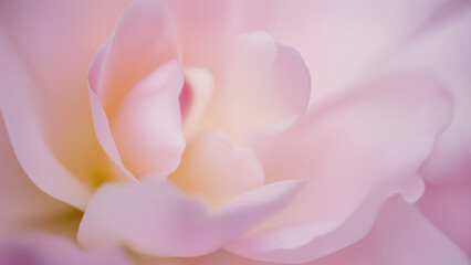 Soft-focus floral close-up, overlapping petals, glowing translucency, dreamy pastel palette, abstract photography style