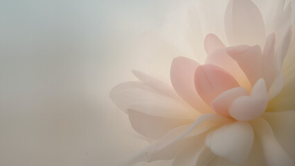 Soft-focus floral close-up, overlapping petals, glowing translucency, dreamy pastel palette, abstract photography style