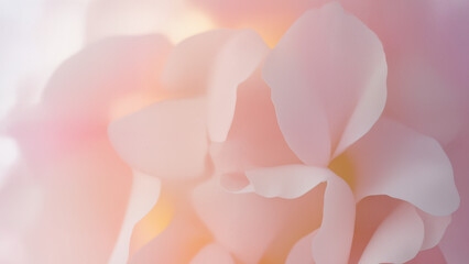 Soft-focus floral close-up, overlapping petals, glowing translucency, dreamy pastel palette, abstract photography style