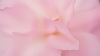 Soft-focus floral close-up, overlapping petals, glowing translucency, dreamy pastel palette, abstract photography style