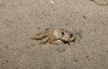  An Atlantic Ghost Crab (Ocypode quadrata) at night, carefully emerging from its burrow on a beach along the Atlantic Ocean.