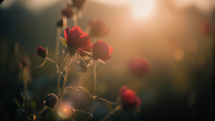 Macro shot of flowers with artistic blur, warm highlights, cool shadows, surreal dreamy mood, cinematic depth