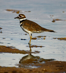 Killdeer 