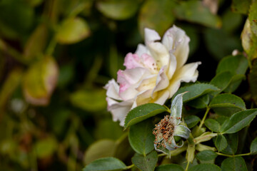 Withered rose calyx and fading bloom in soft light, reminiscent of a Dutch still life, early autumn, San Jose, California