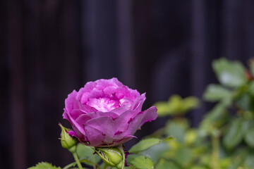 Single pink-magenta rose in bloom with green buds, early autumn backyard, San Jose, California