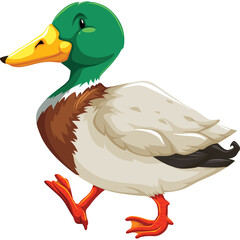 A Detailed Cartoon Mallard Duck With Green Head Brown Chest White Body And Orange Feet Walking With A Transparent Background