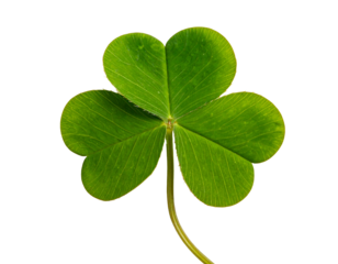 Green clover, three-leaf shape. Isolated on black. Close-up with stem visible