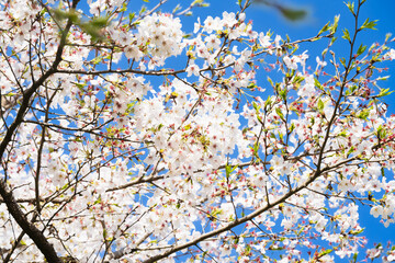 桜並木がある風景