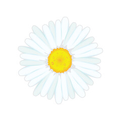 Make a Professional Beautiful Flower Vector