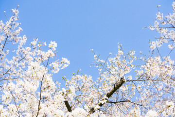 桜並木がある風景