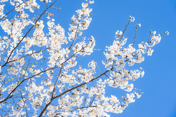 桜並木がある風景