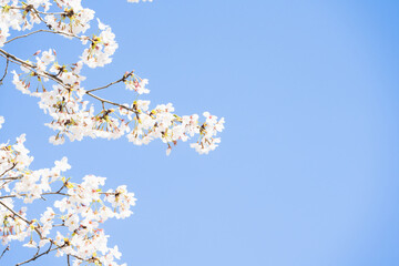 桜並木がある風景