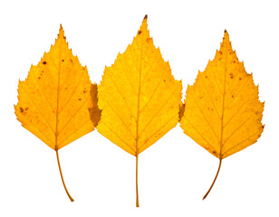 Fototapeta premium Three golden birch leaves arranged vertically against stark black, displaying distinct veins and serrated edges