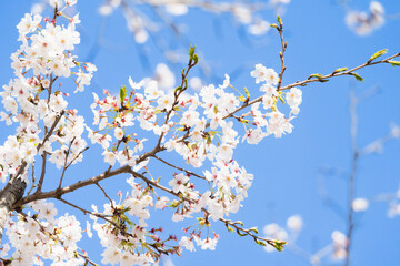 桜並木がある風景