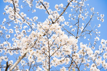 桜並木がある風景