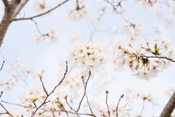 桜並木がある風景