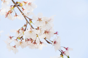 桜並木がある風景