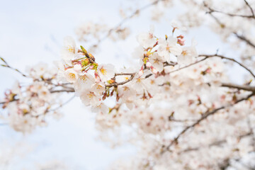 桜並木がある風景
