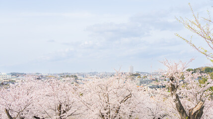 桜並木がある風景