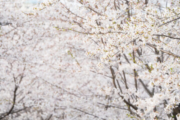 桜並木がある風景