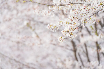 桜並木がある風景