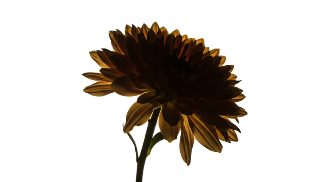 Dark Orange Daisy Flower Backlit Isolated On Black Transparent Background