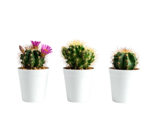 Three cacti in white pots against a black background, one cactus has pink flowers blooming on the side