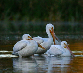 American White Pelican 