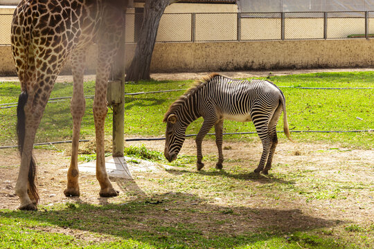 Cebra en el zool&oacute;gico junto a una jirafa