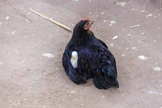 Gallina negra protegiendo a su pollito debajo del ala