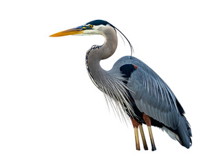 Obraz premium Elegant gray heron with a long neck and yellow beak, standing against a stark black background, feathers detailed