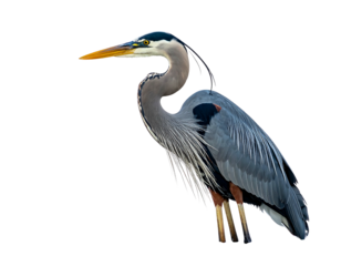 Elegant gray heron with a long neck and yellow beak, standing against a stark black background, feathers detailed