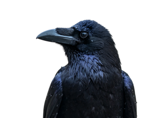 Portrait of a black bird facing left, with a wet appearance against a dark background, cropped