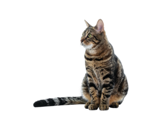 Striped brown tabby cat sitting attentively against a stark black background, alert and poised