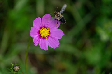 Flowers and honey bees