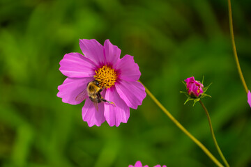 Obraz premium Flowers and honey bees