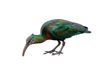 Obraz premium A vibrant ibis, showcasing its iridescent plumage in exquisite detail against a stark black backdrop, presenting an impressive display of nature's artistry.