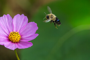 Flowers and honey bees