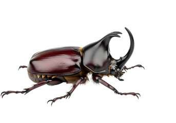 A detailed close-up showcases a magnificent rhinoceros beetle, exhibiting its intricate textures and imposing horns.