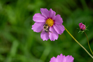 Obraz premium Flowers and honey bees