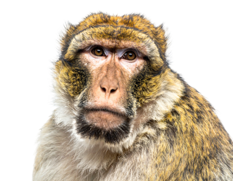 Portrait of a monkey with detailed fur and facial features against a black background, looking at the camera