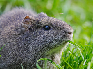 Wild guinea pig outdoors in nature.
