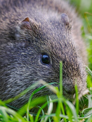 Wild guinea pig outdoors in nature.
