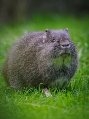 Wild guinea pig outdoors in nature.
